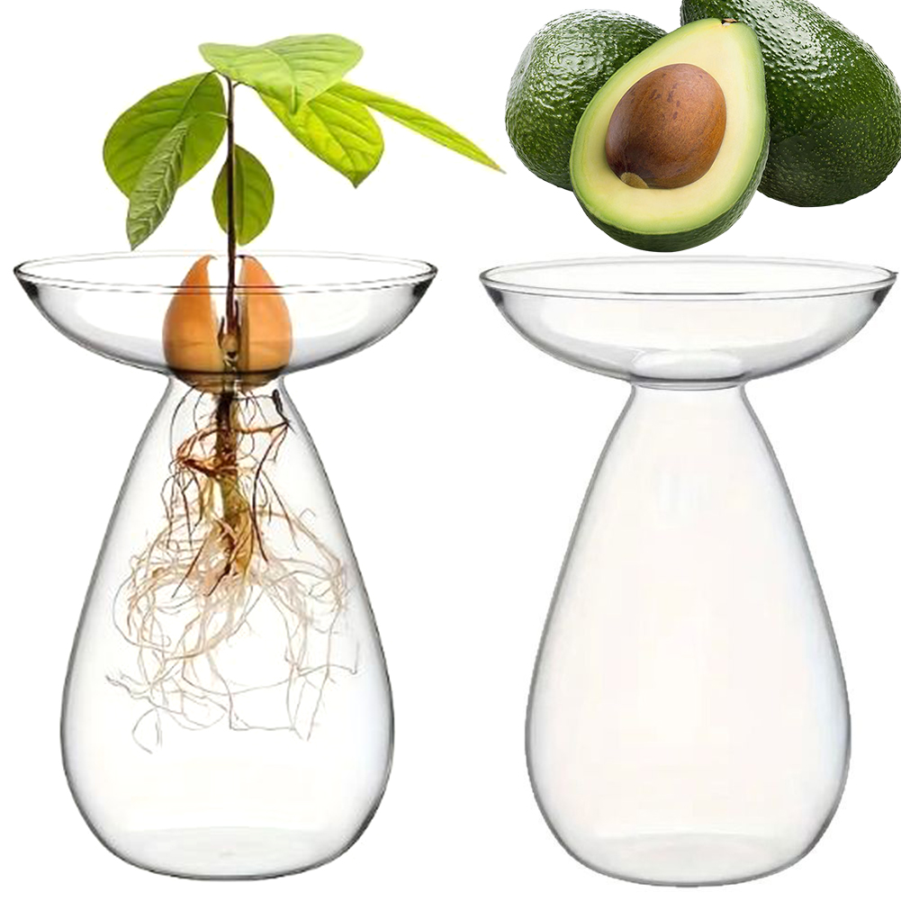 Propagation Station Vase - Jarrón Hidropónico para Semillas de Aguacate,