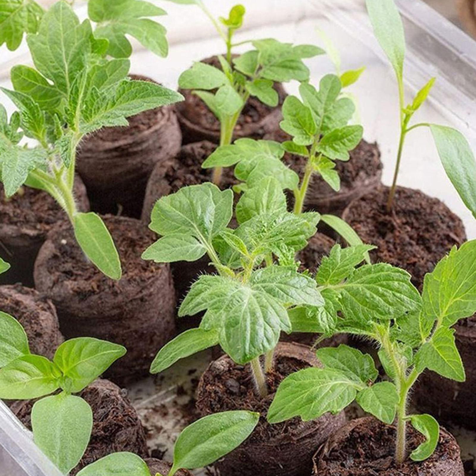 Peat Pellet Tray - 100 bandejas de mezcla para macetas