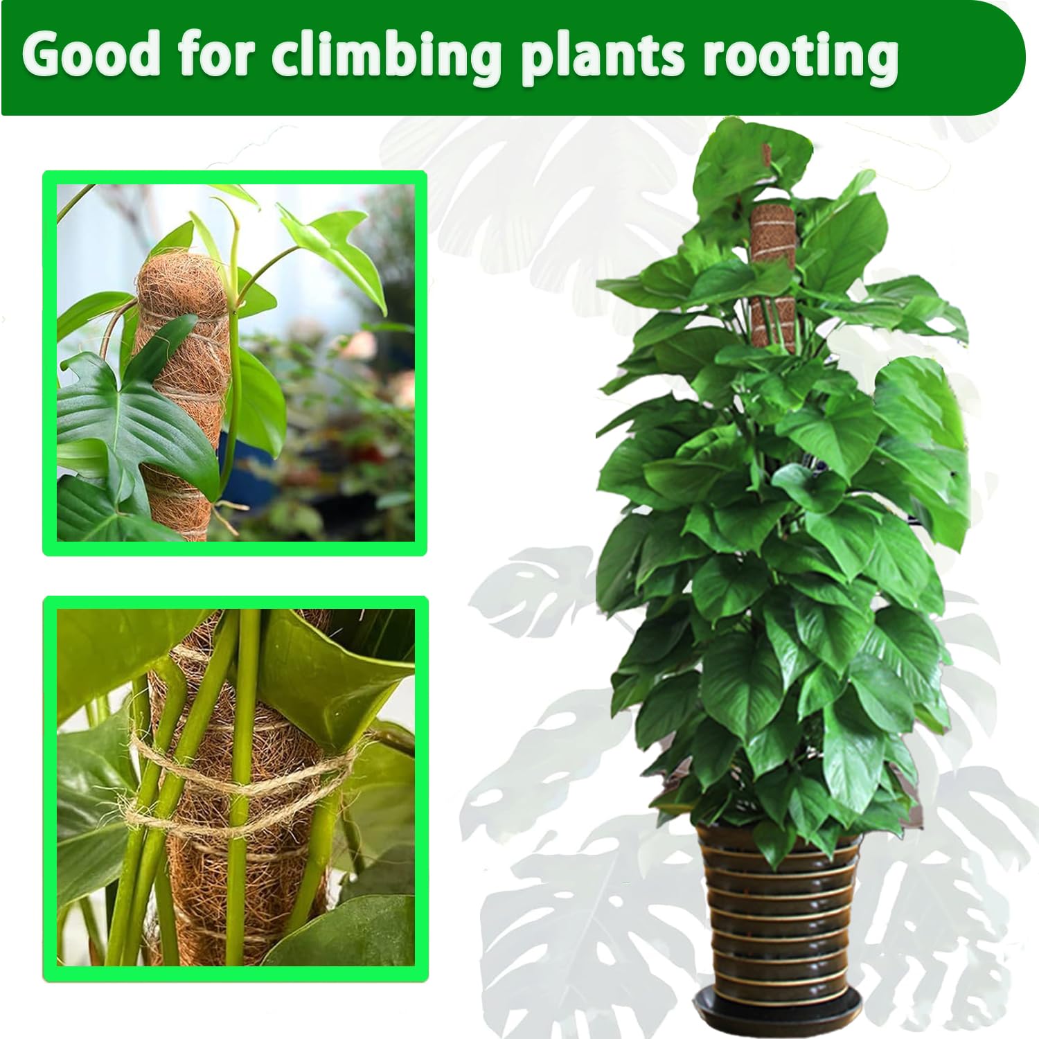 Poste de musgo Monstera de 38/ - Sphagnum Moss Dry reseña y precio