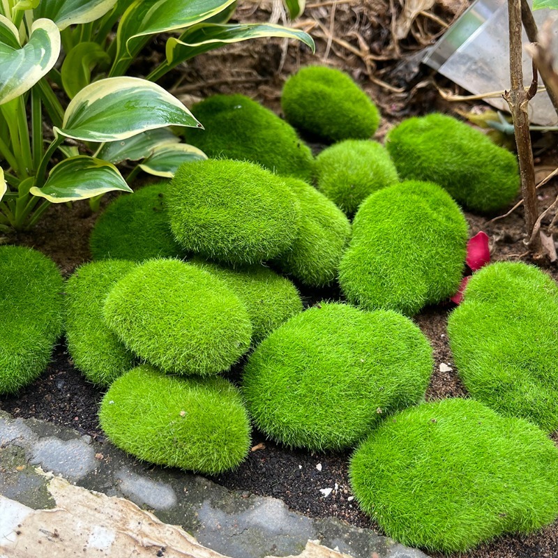 5/30 piezas de musgo artificia - Sphagnum Moss Dry reseña y precio