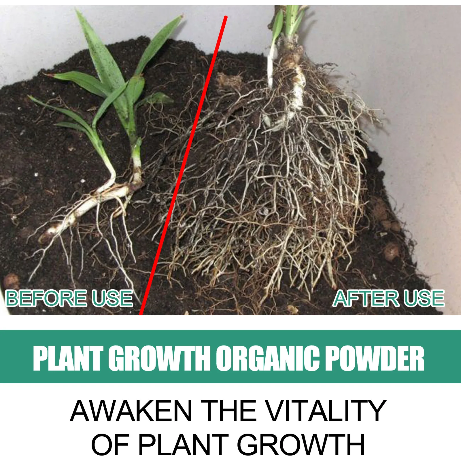 Polvo de enraizado rápido, mej - Rooting Hormone Powder reseña y precio