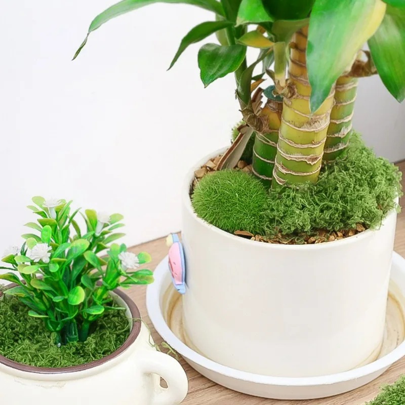 Musgo Artificial Realista de 3 - Sphagnum Moss Dry reseña y precio