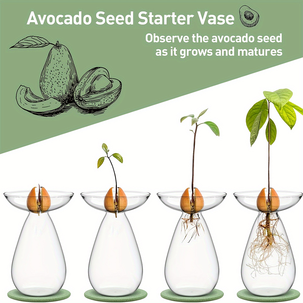 Jarrón Hidropónico para Semill - Propagation Station Vase reseña y precio